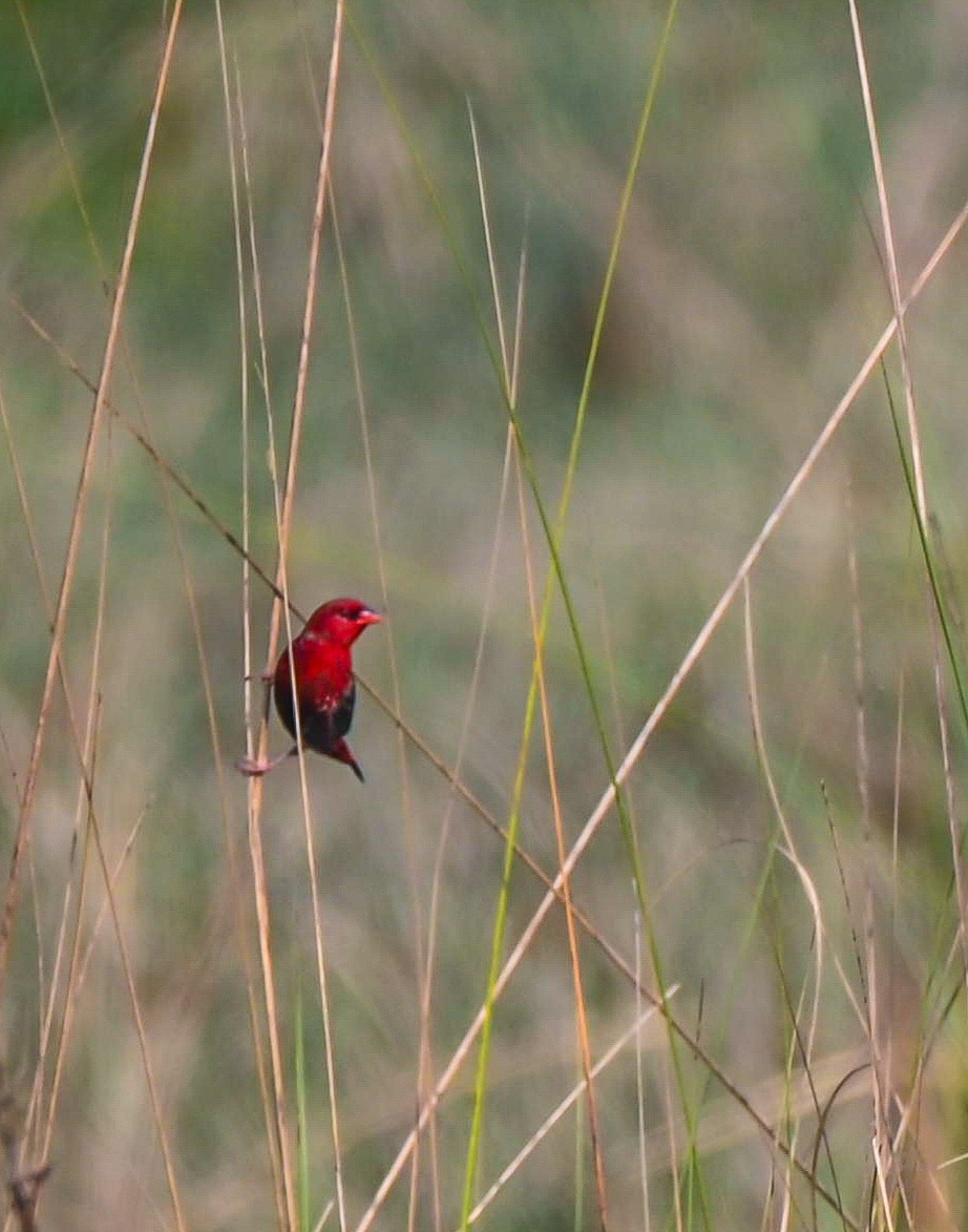 Red Avadavat - ML611620074