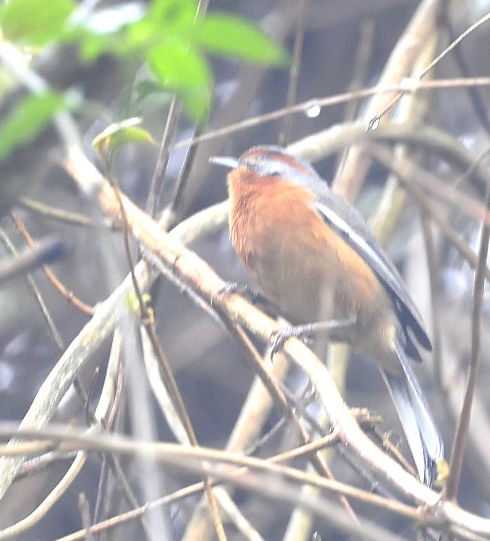 Rusty-browed Warbling Finch - ML611620102