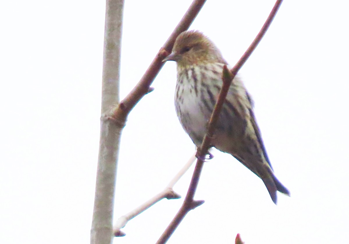 Pine Siskin - ML611620117