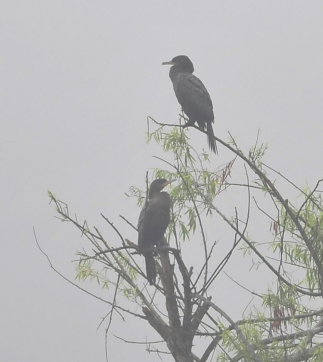 Neotropic Cormorant - ML611620156