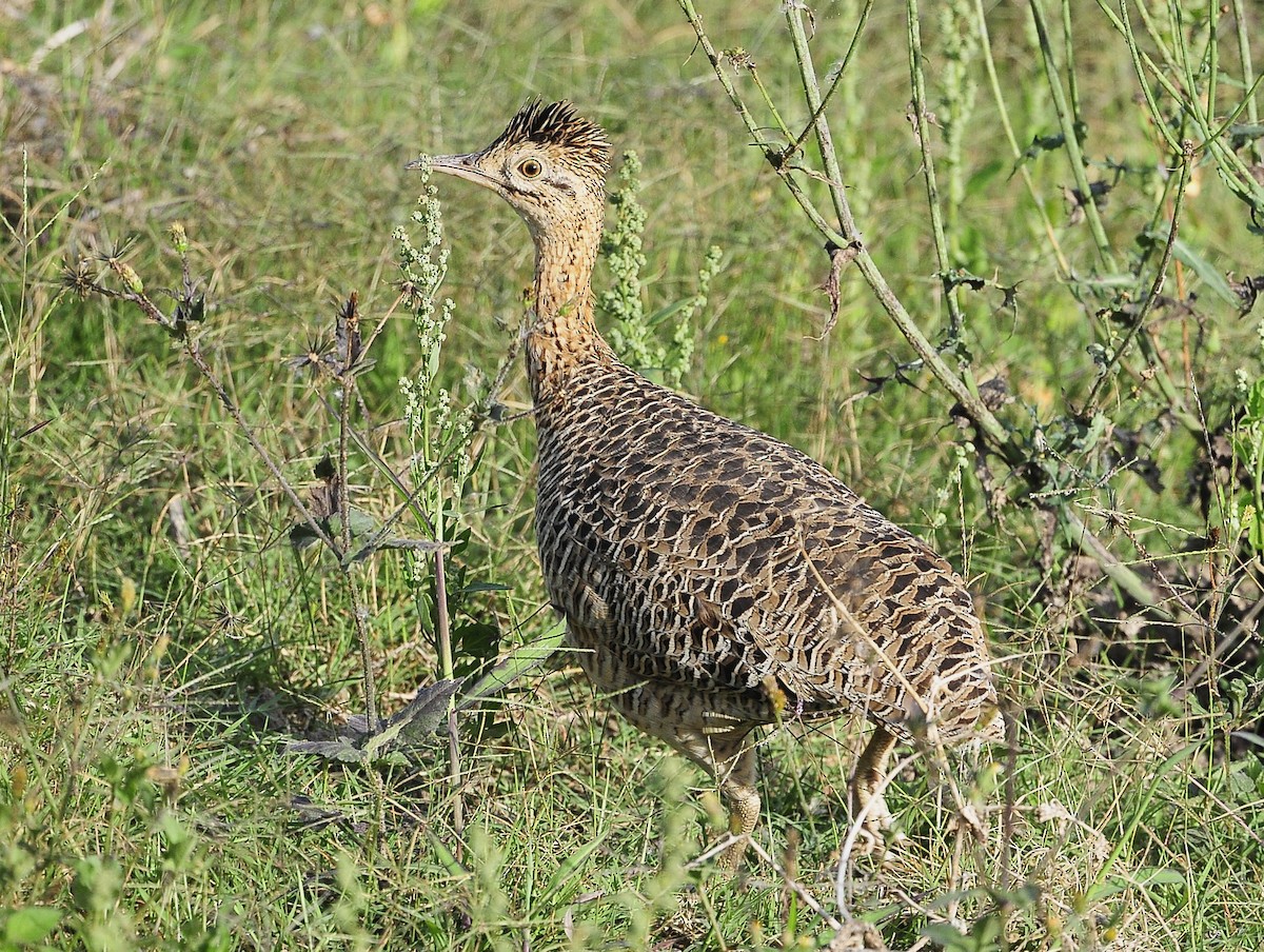 ニシアカバネシギダチョウ - ML611620173