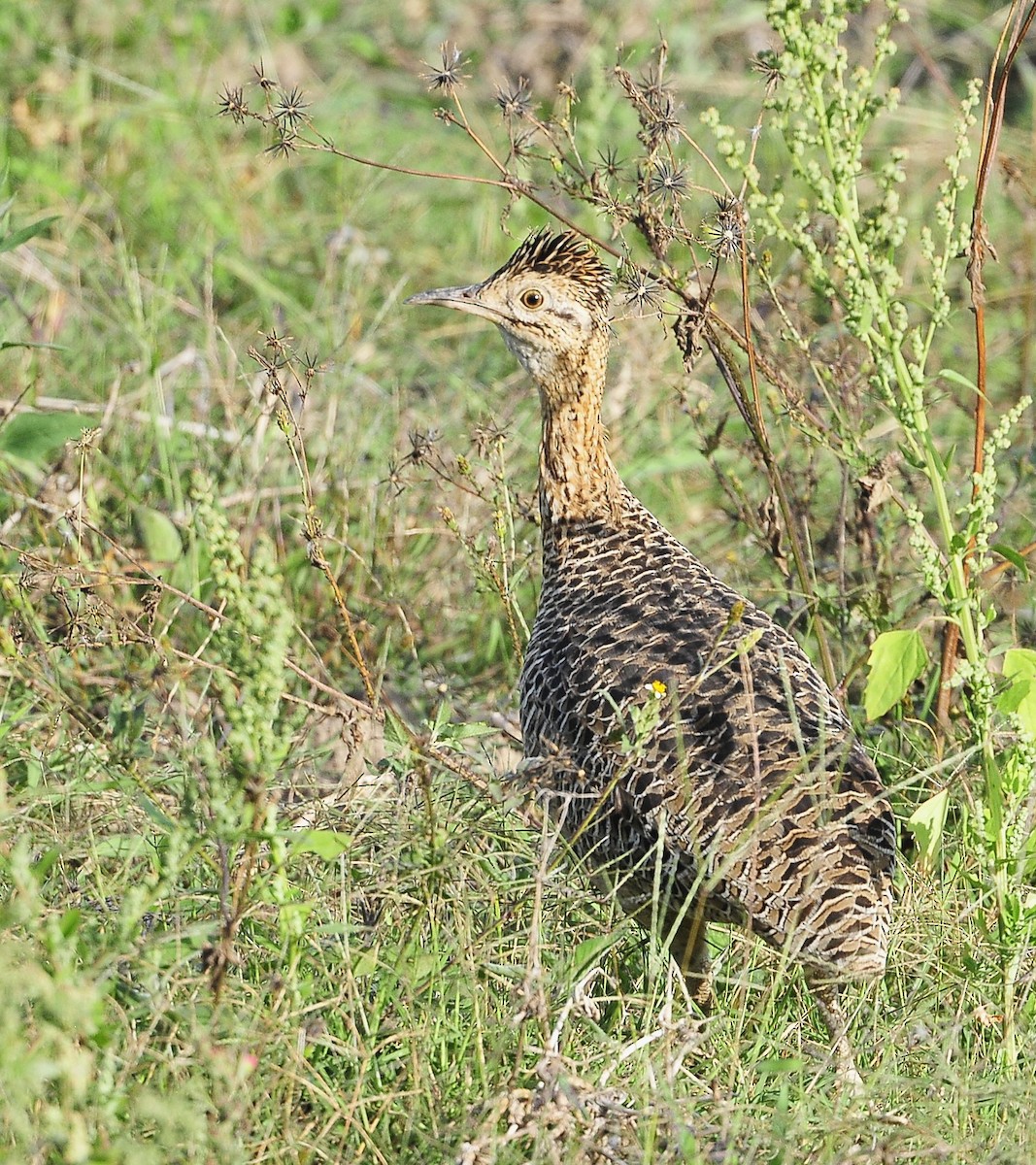 Huayco Tinamou - ML611620178