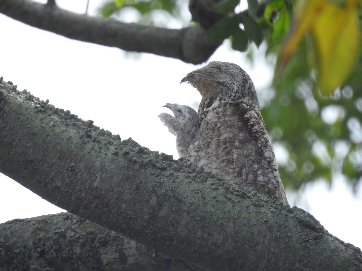 Great Potoo - ML611620214