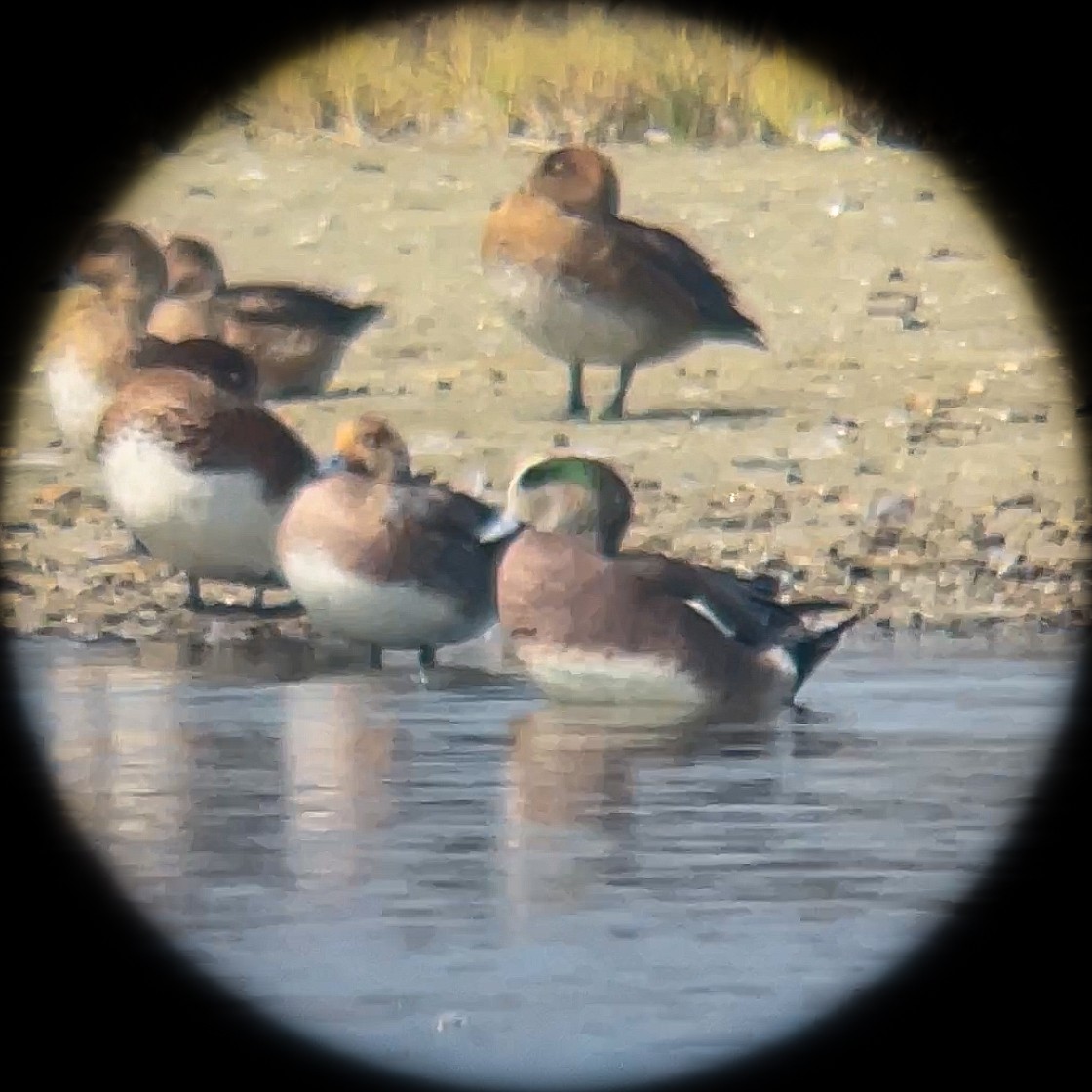 American Wigeon - ML611620225