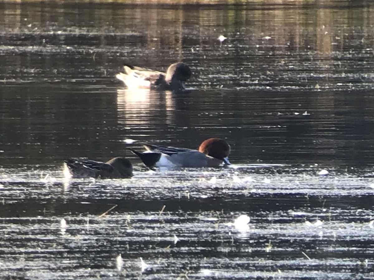 Eurasian Wigeon - ML611620373