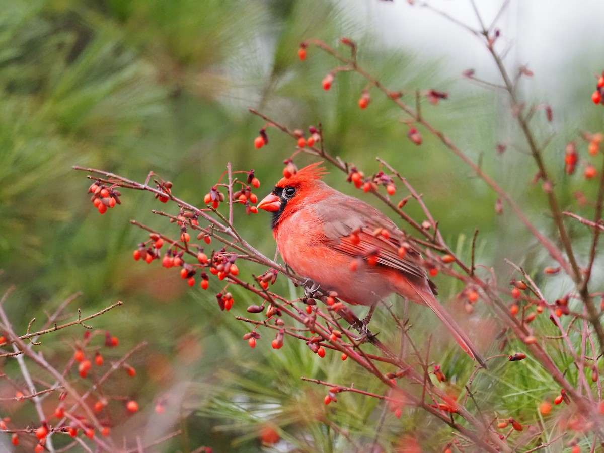 Northern Cardinal - ML611620447