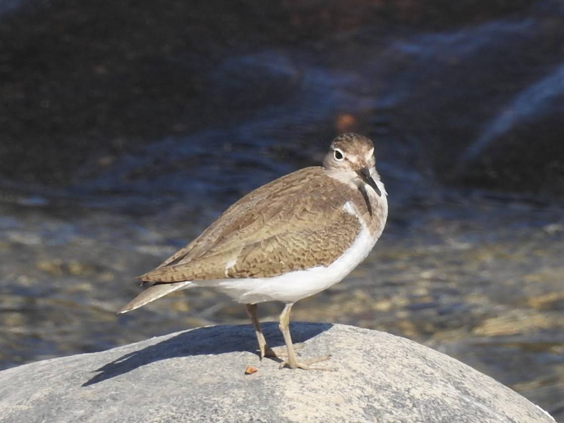 Common Sandpiper - ML611620476