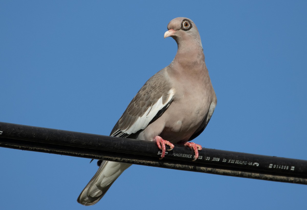 Bare-eyed Pigeon - Danielle Lacasse