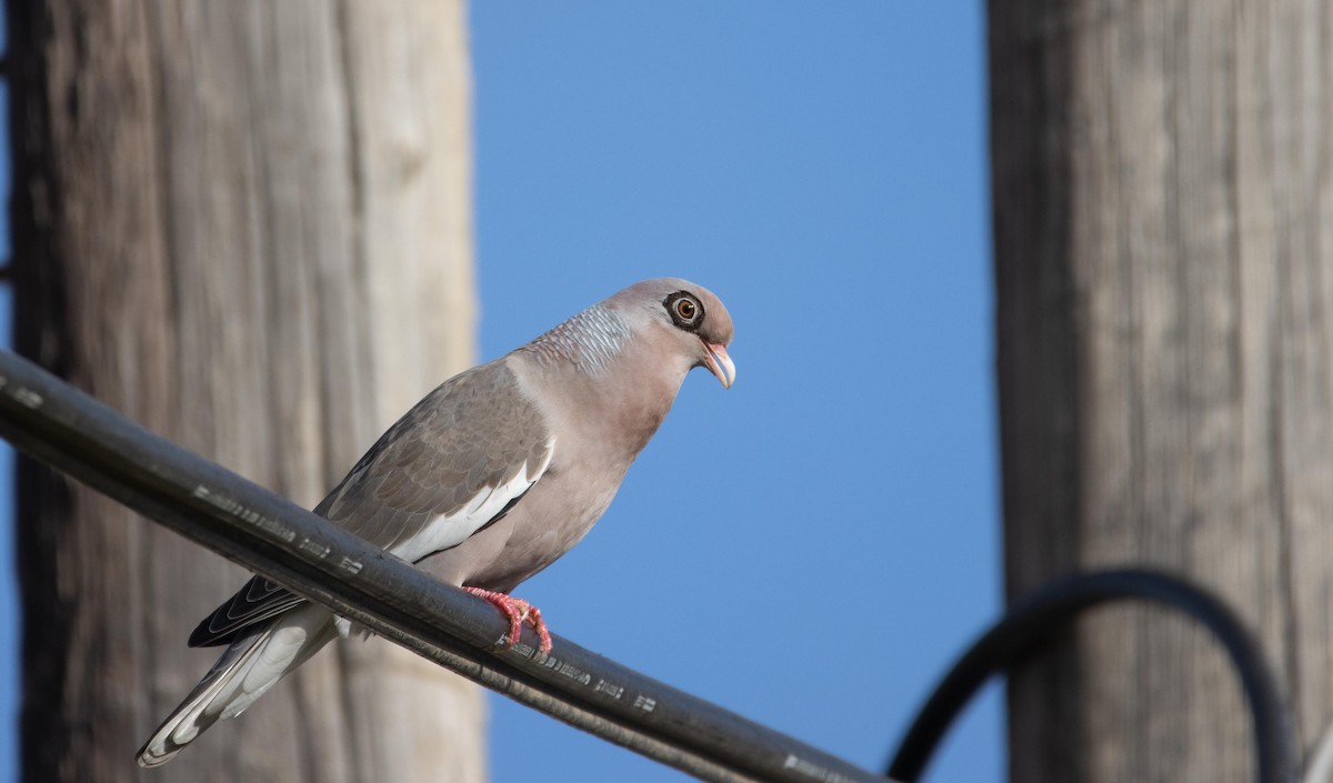 Bare-eyed Pigeon - Danielle Lacasse