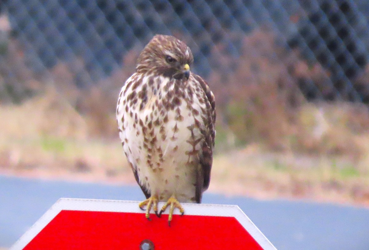 Red-shouldered Hawk - ML611620553