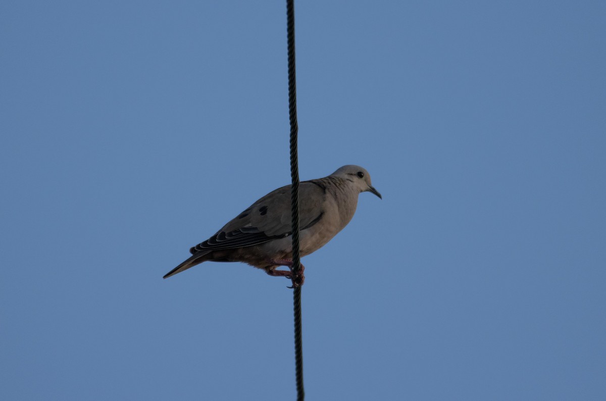 Eared Dove - ML611620560