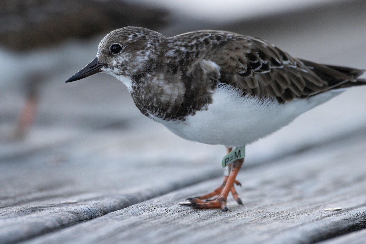 Ruddy Turnstone - ML611620579