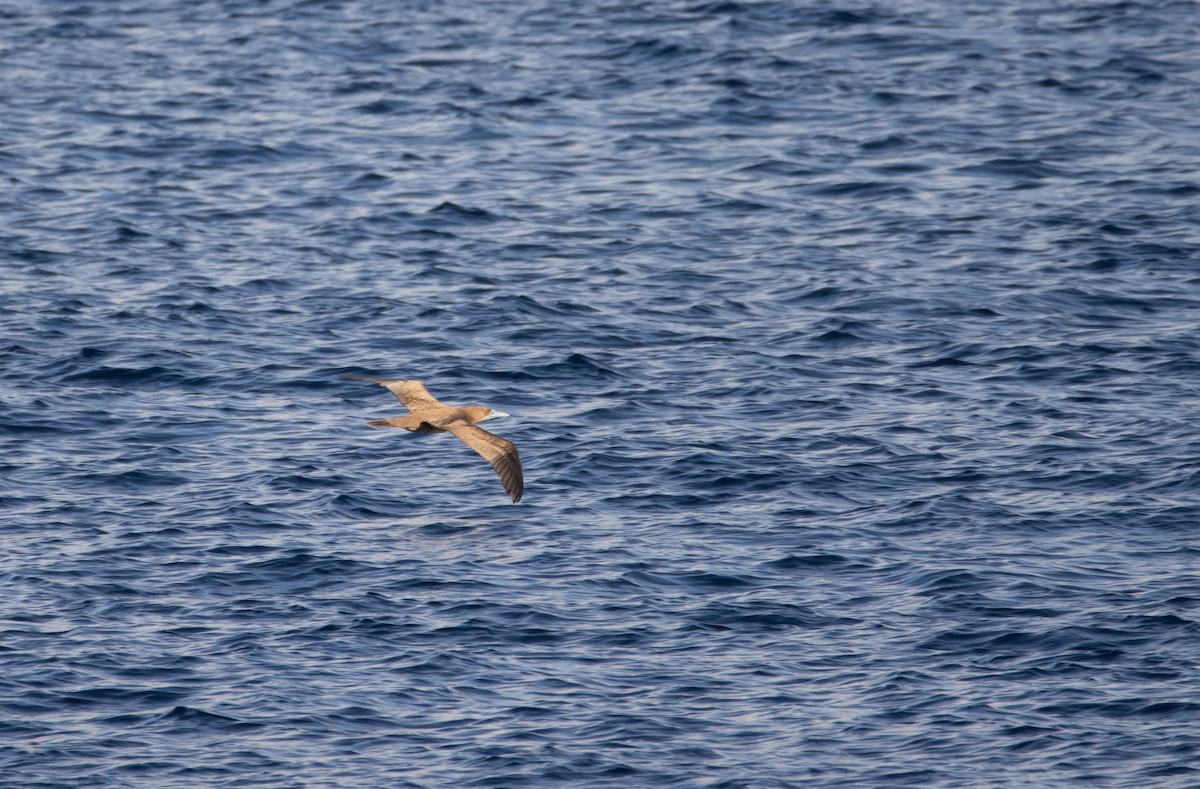 Brown Booby - ML611620583