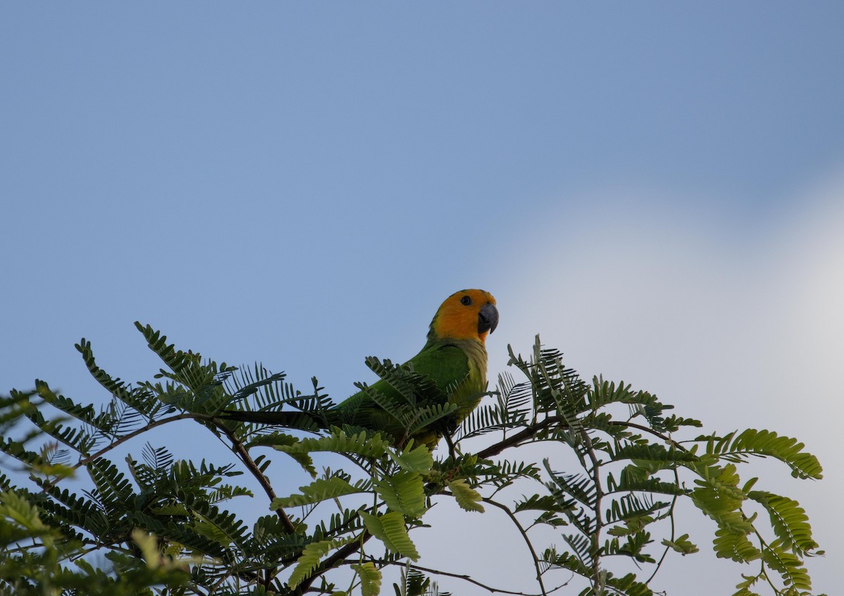 Aratinga Pertinaz - ML611620591