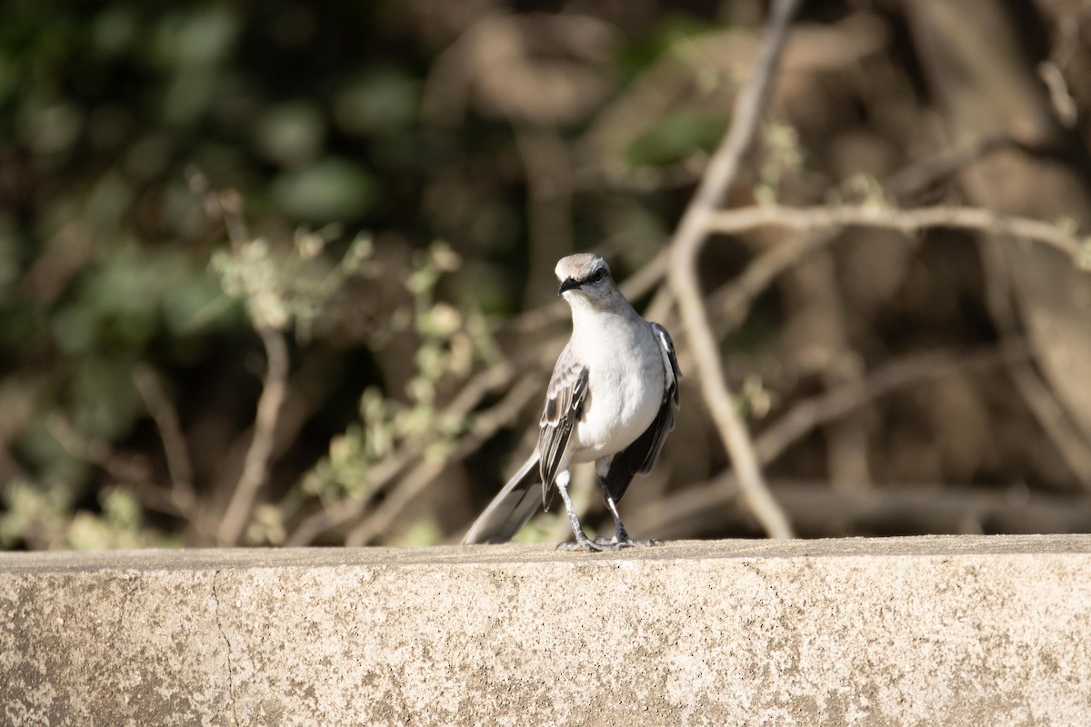 Tropical Mockingbird - ML611620595