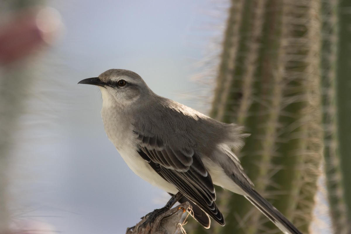 Tropical Mockingbird - ML611620596