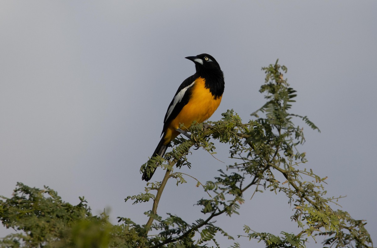 Venezuelan Troupial - ML611620602