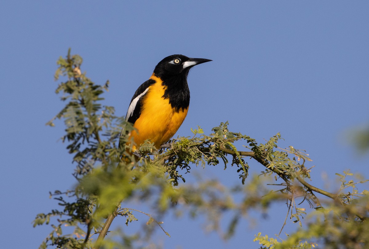 Venezuelan Troupial - ML611620603