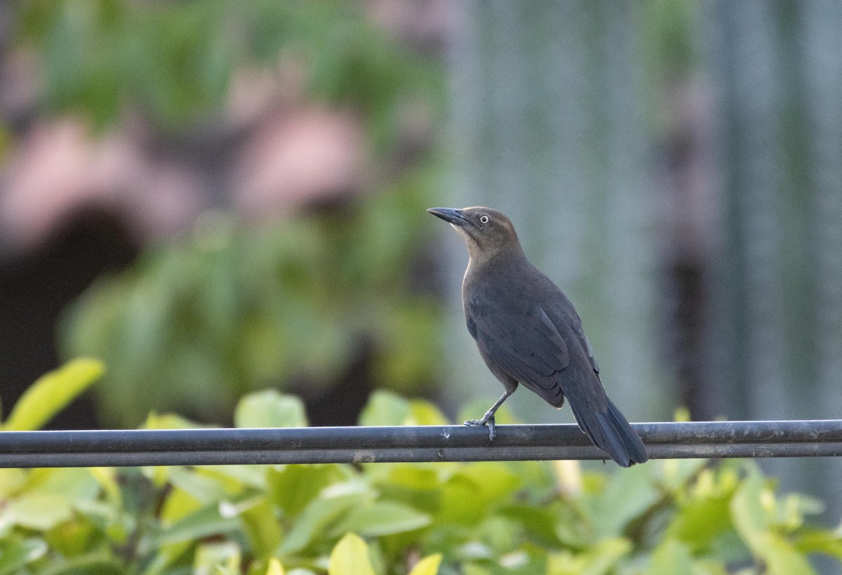 Carib Grackle - ML611620607