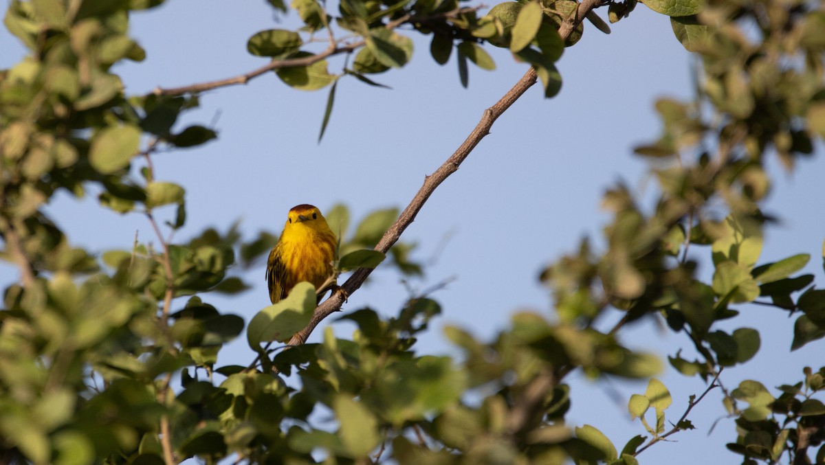 Yellow Warbler - ML611620611