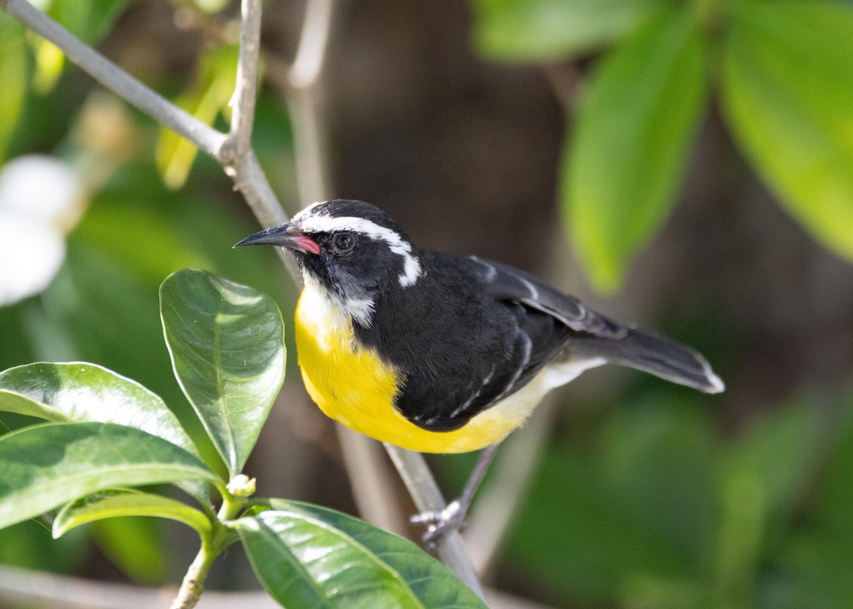 Bananaquit - ML611620617