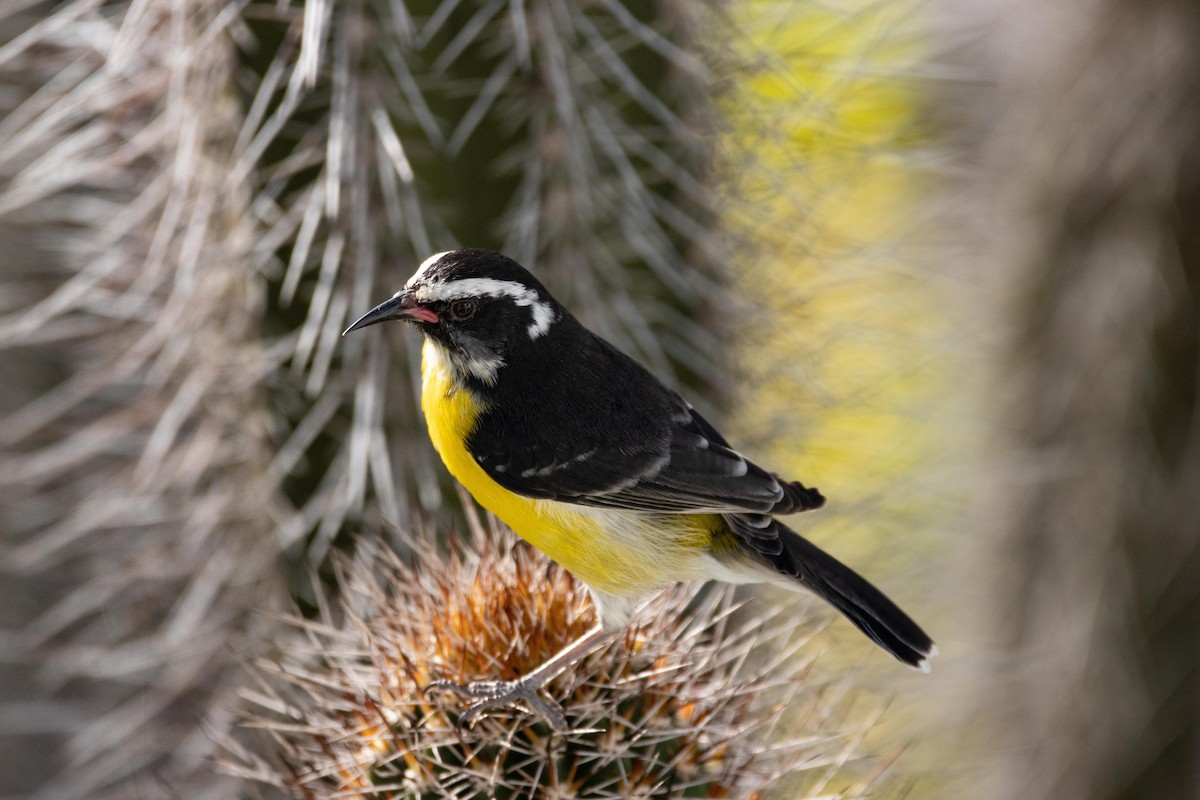 Bananaquit - ML611620618