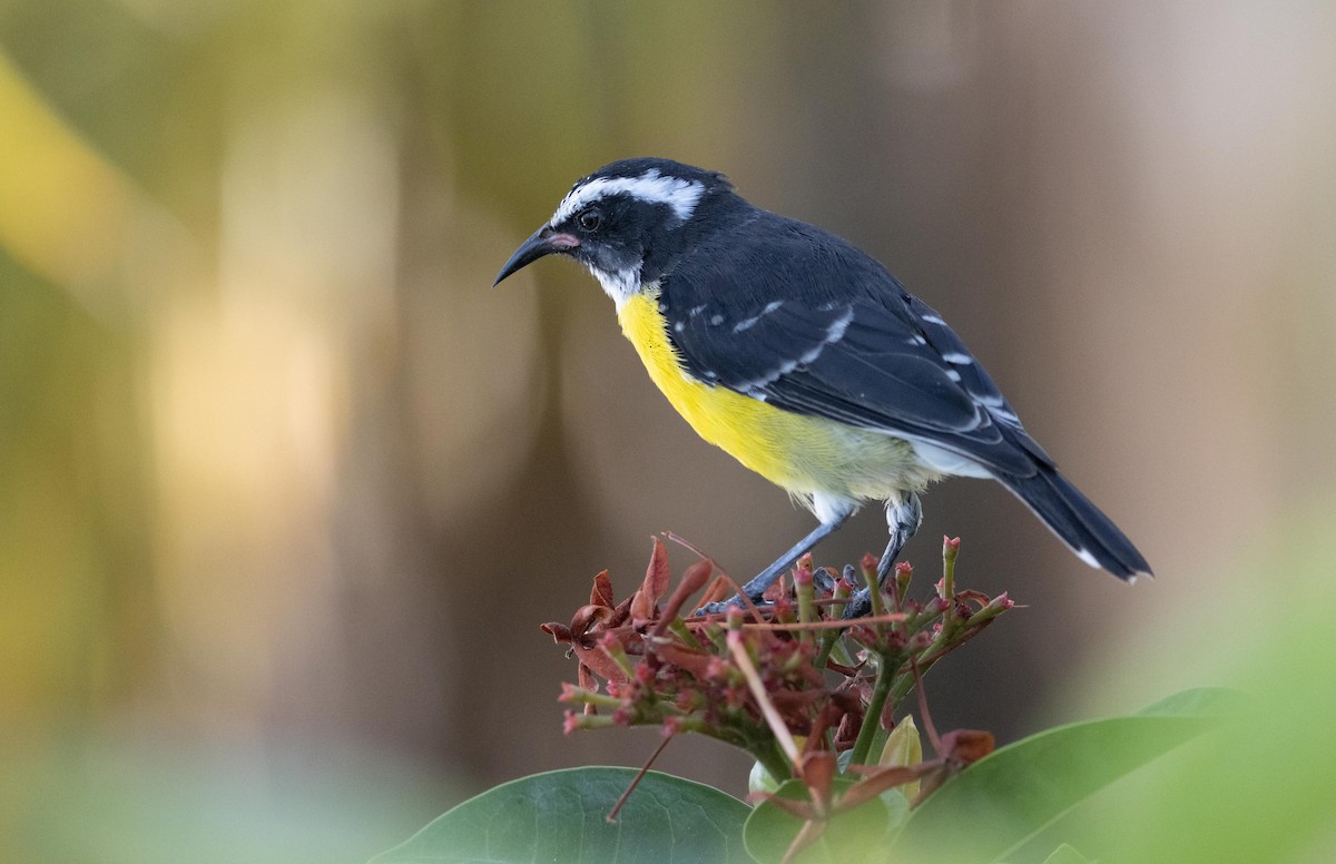 Bananaquit - ML611620619