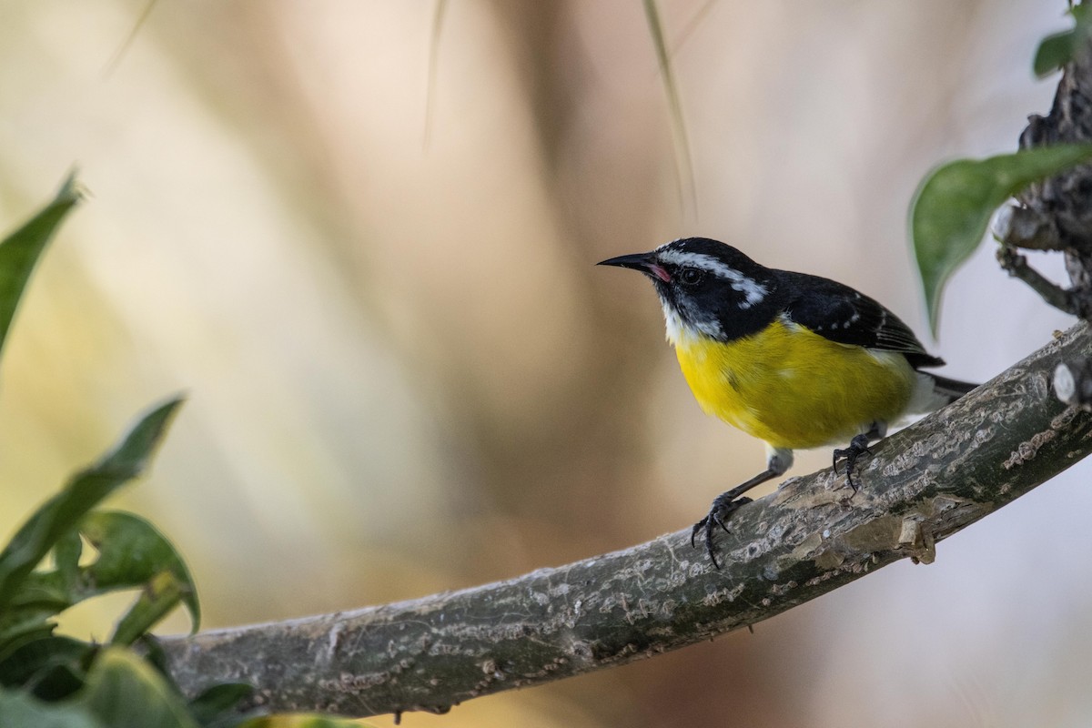 Bananaquit - ML611620620