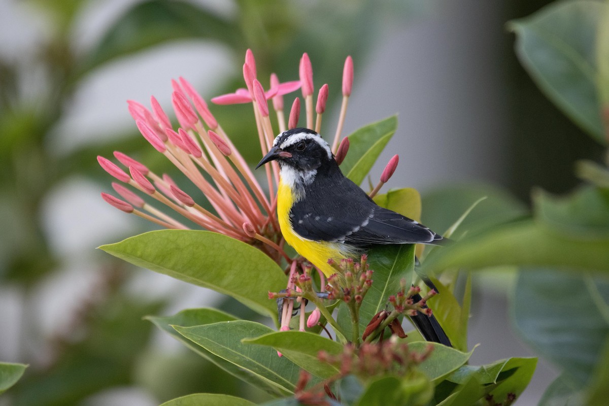 Bananaquit - ML611620621