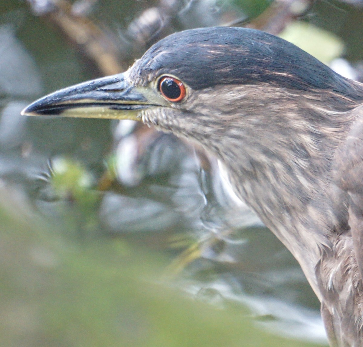 Yellow-crowned/Black-crowned Night Heron - Volpe Callegario