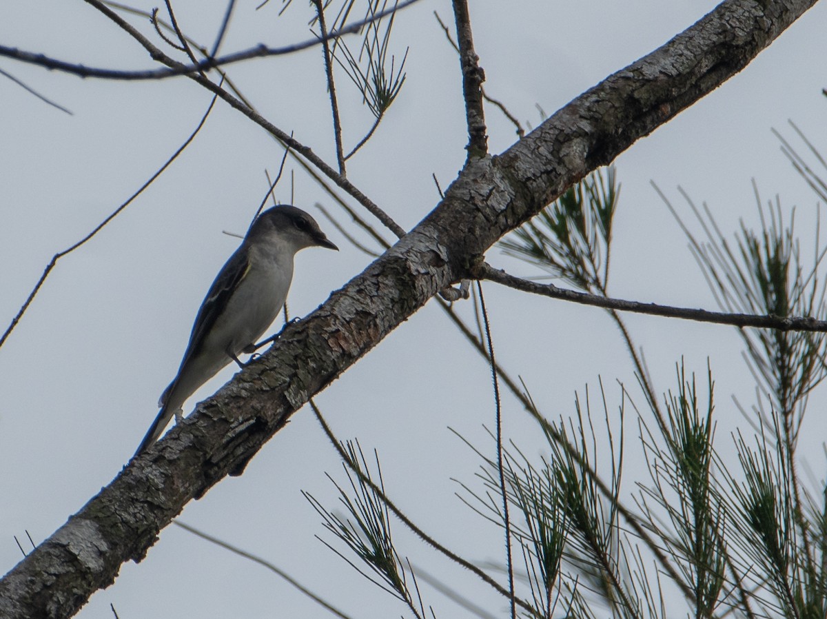 Ashy Minivet - Bill Bacon