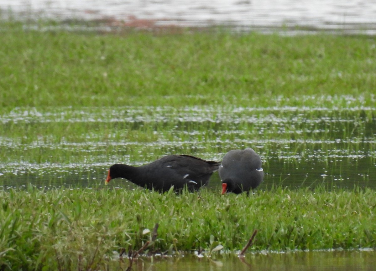 Common Gallinule - ML611620698