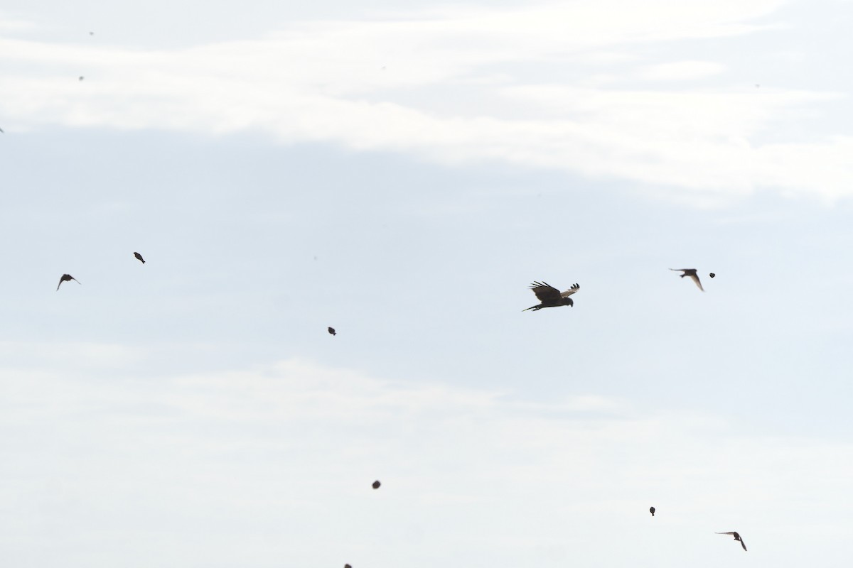 Eastern Marsh Harrier - ML611620787