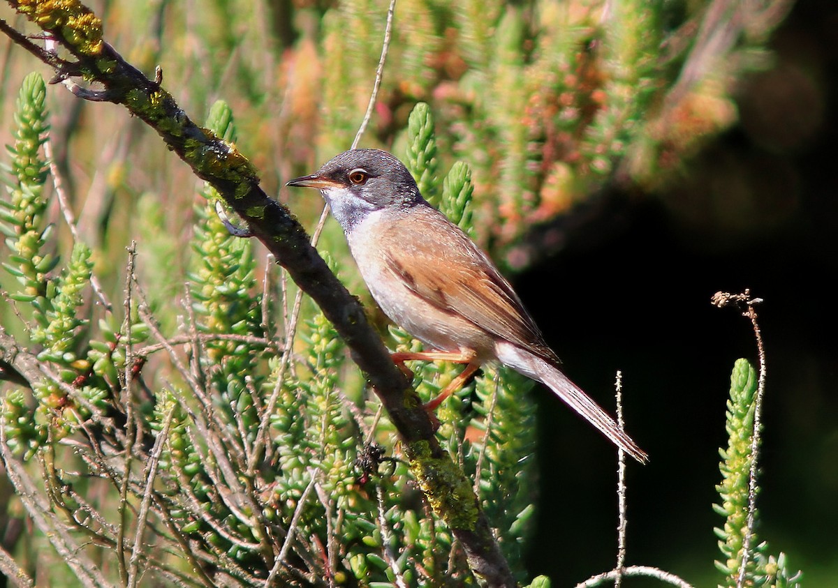 Spectacled Warbler - ML611620842