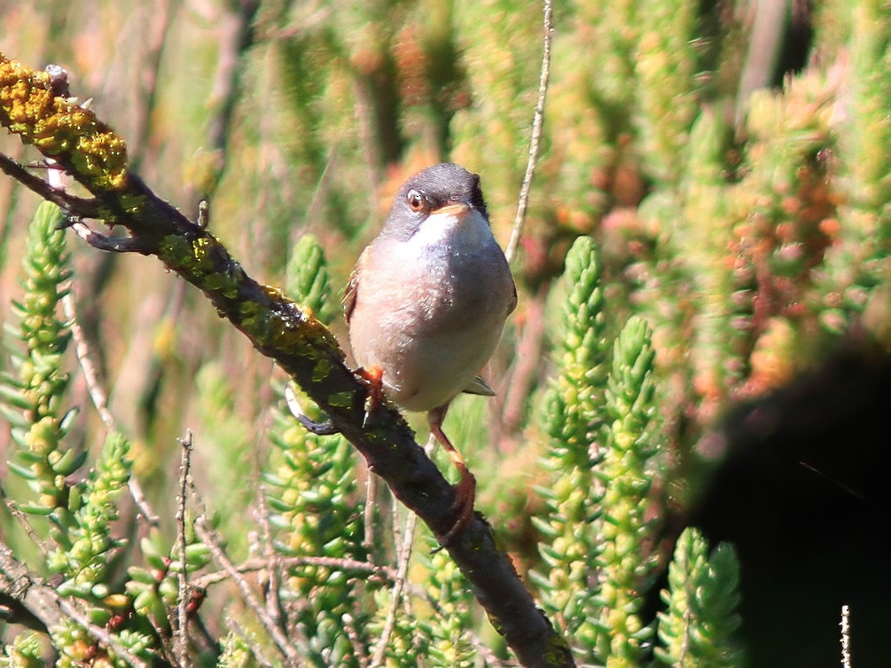 Spectacled Warbler - ML611620843