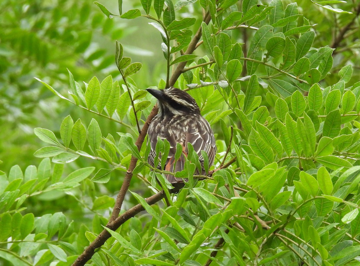 Streaked Flycatcher - ML611620915