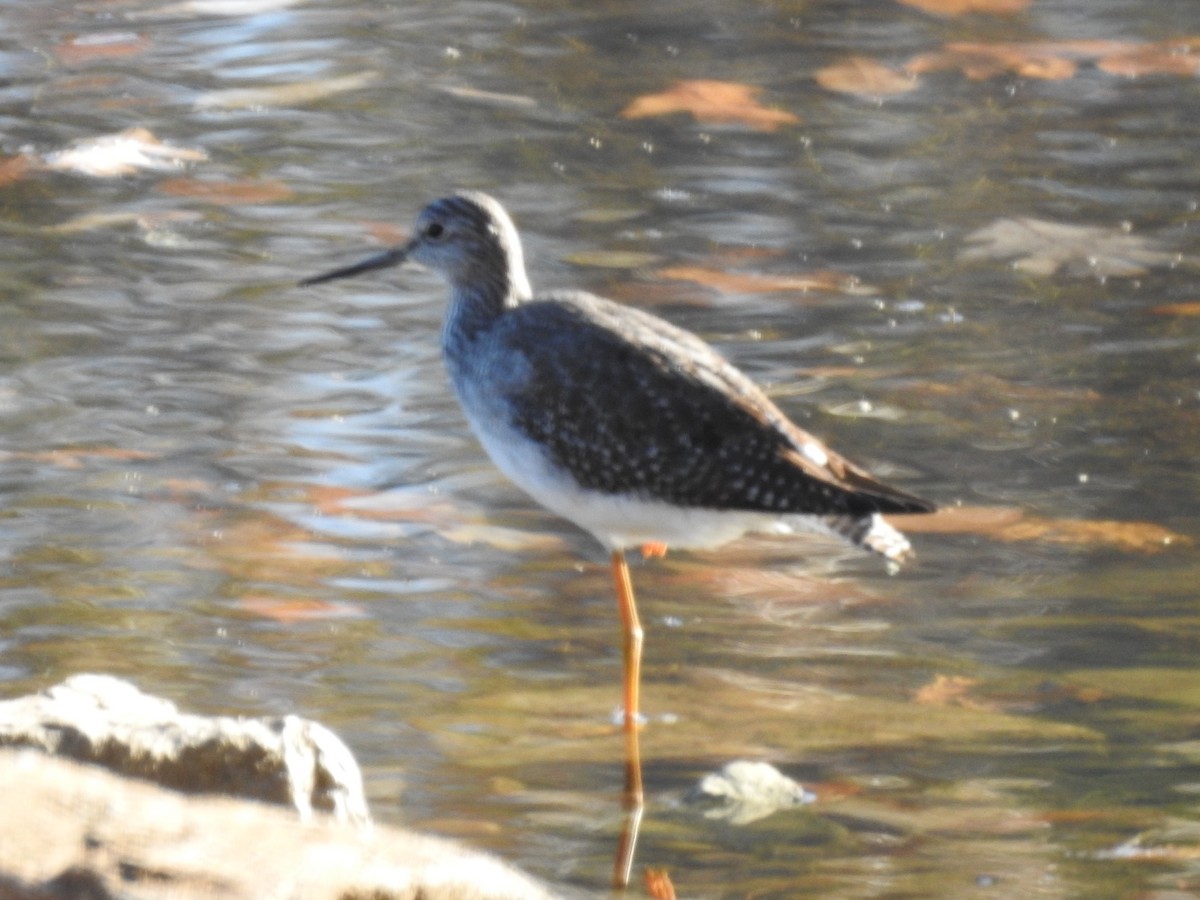 Greater Yellowlegs - ML611620924