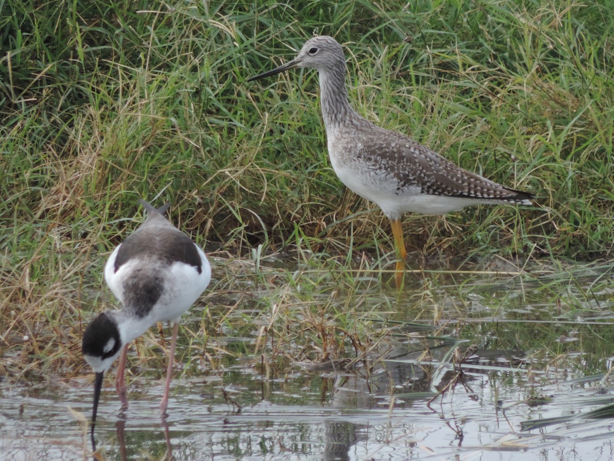 Black-necked Stilt - ML611620940