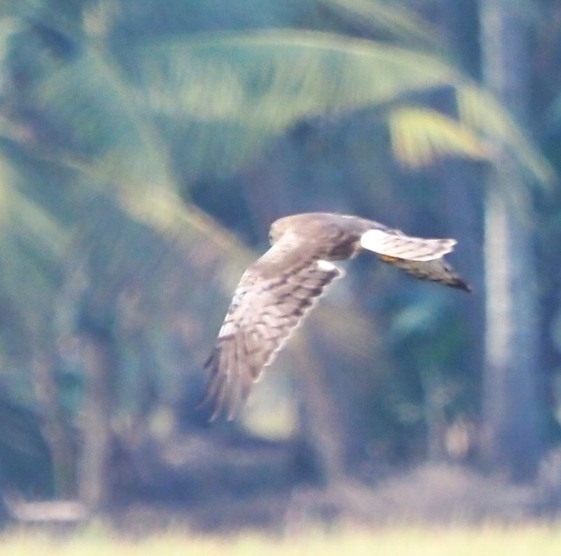 Pied Harrier - ML611620944