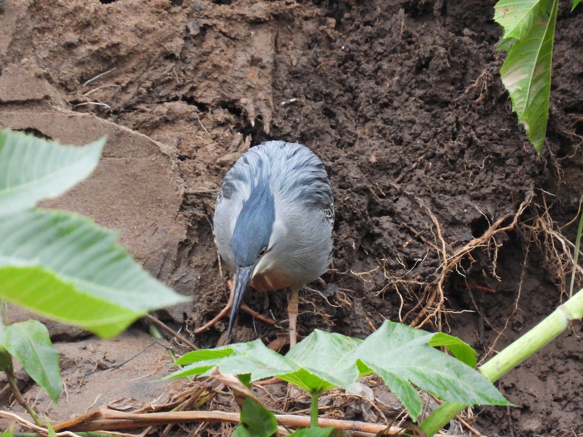 Striated Heron - Rodrigo Quadros