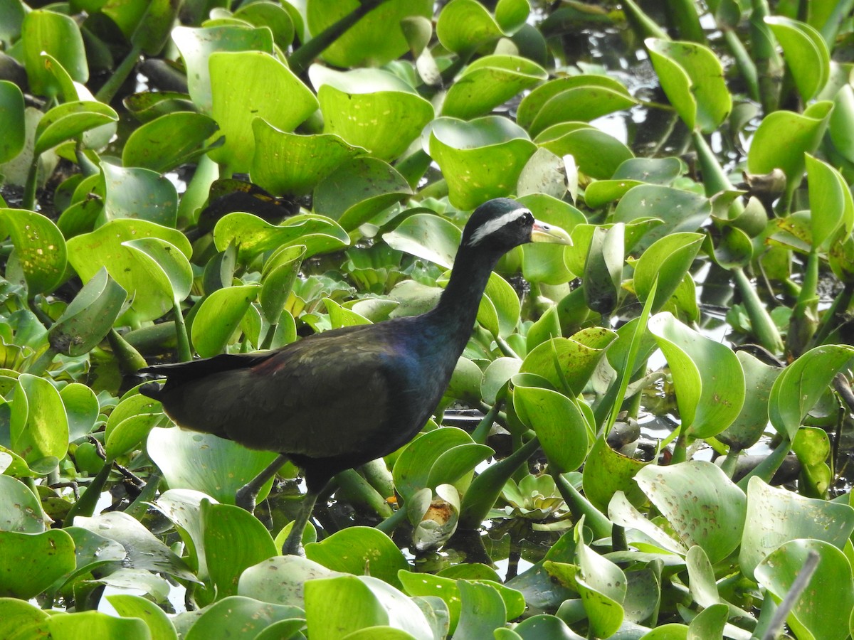 Bronze-winged Jacana - ML611621018