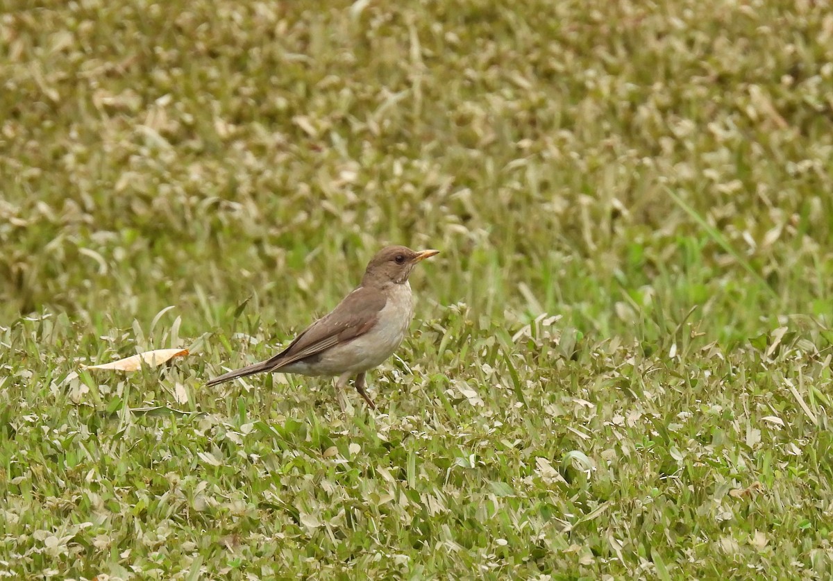 Creamy-bellied Thrush - Rodrigo Quadros