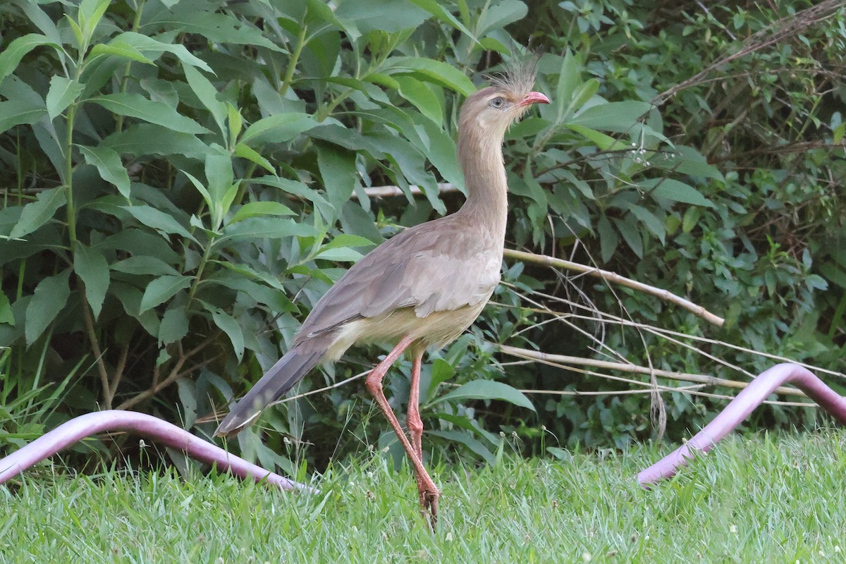 Red-legged Seriema - ML611621115