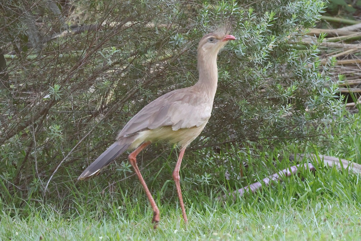 Red-legged Seriema - Sam Darmstadt