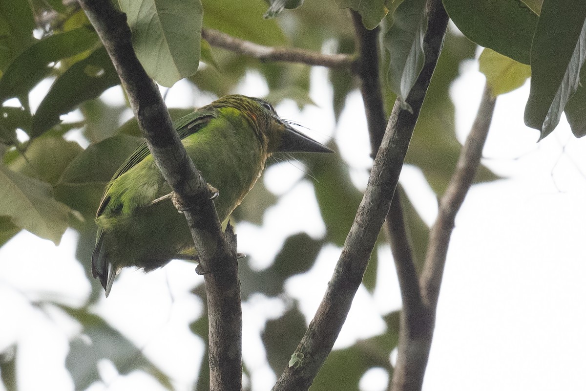 Red-throated Barbet - ML611621125