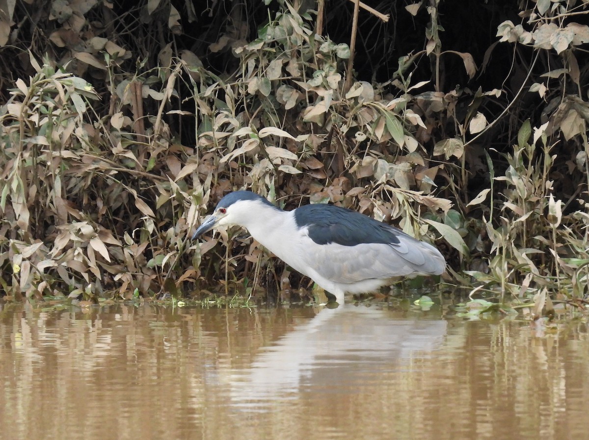 Black-crowned Night Heron - Rodrigo Quadros