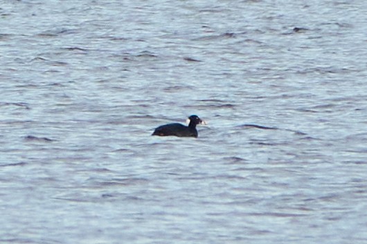 Surf Scoter - ML611621151