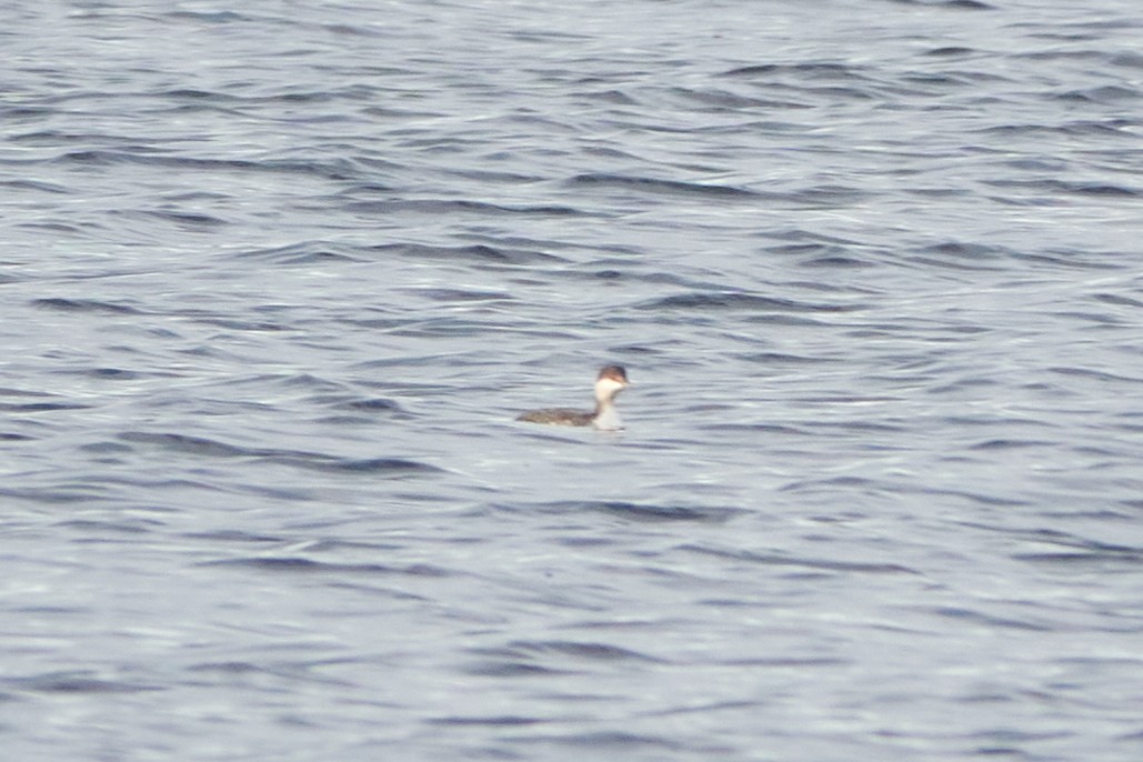 Horned Grebe - Elodie Roze