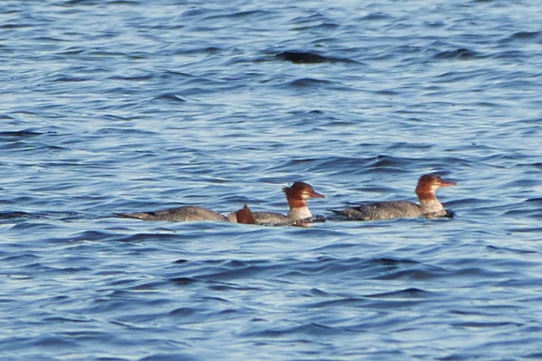 Common Merganser - ML611621174