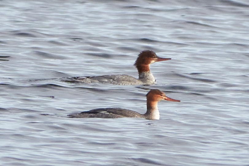 Red-breasted Merganser - ML611621177